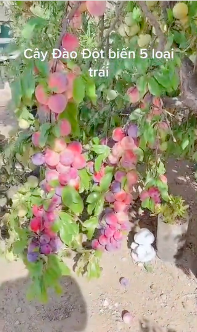 05d515d5416f30238dc9.png