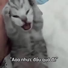 0c5c4b1fedd30023b478.jpg