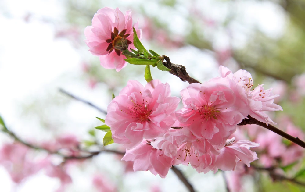 170a139f365173fac33f.webp