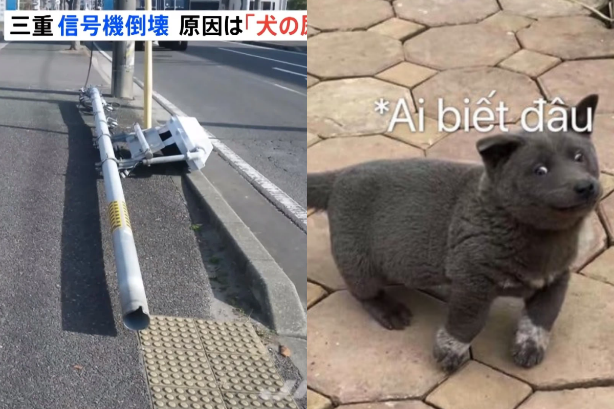 1773104aa9841e08f033.png