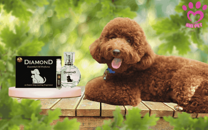 Xịt nước hoa cho cún Poodle: Nên hay không nên?