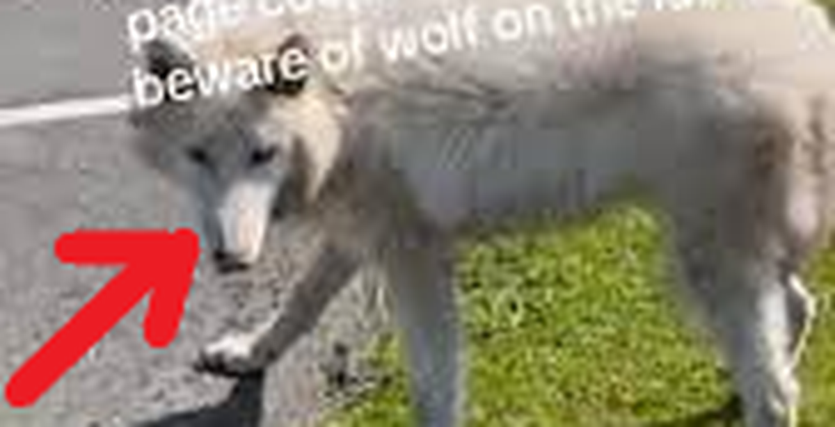 1df60d7d00ea3cbb71f7.png