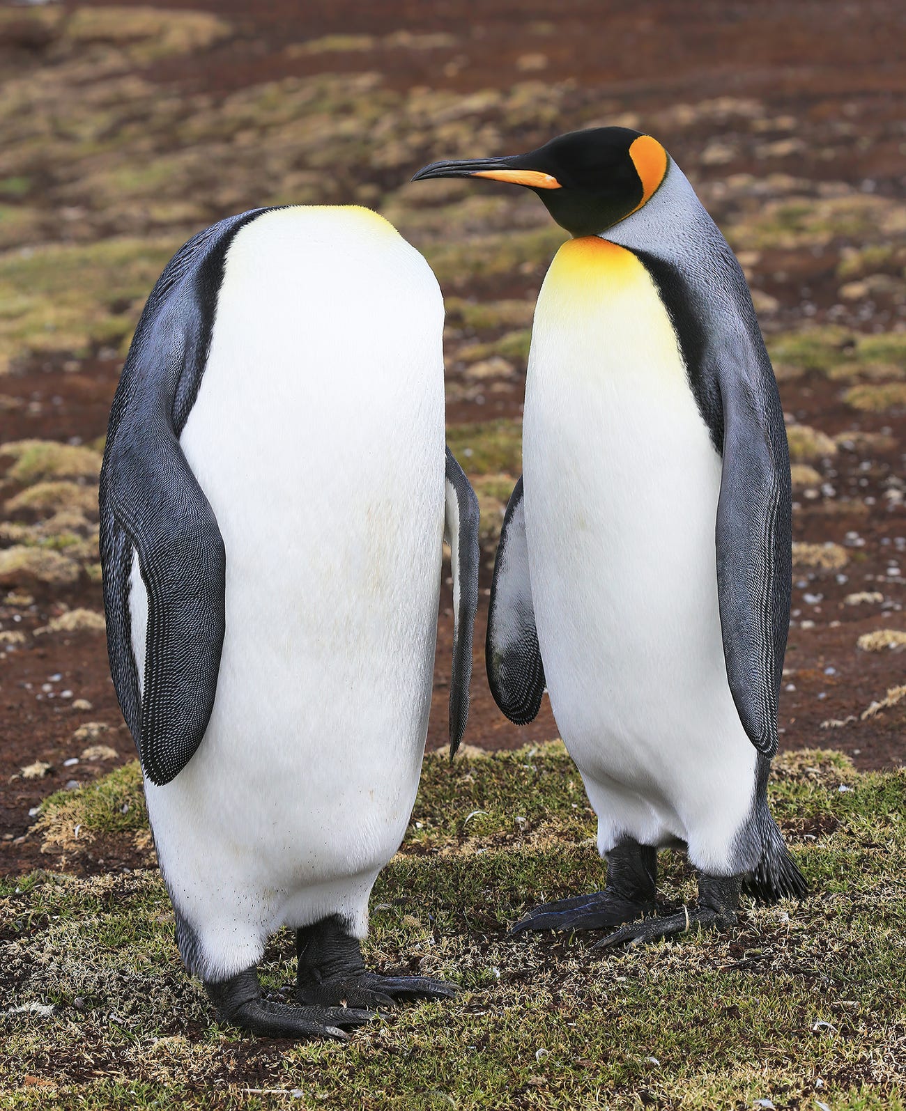 1ed9bf7c5f791df00d37.jpg
