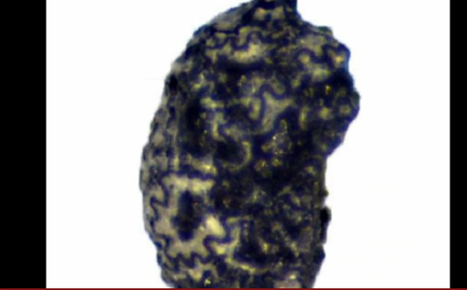 23f972aed8a4ba463197.png