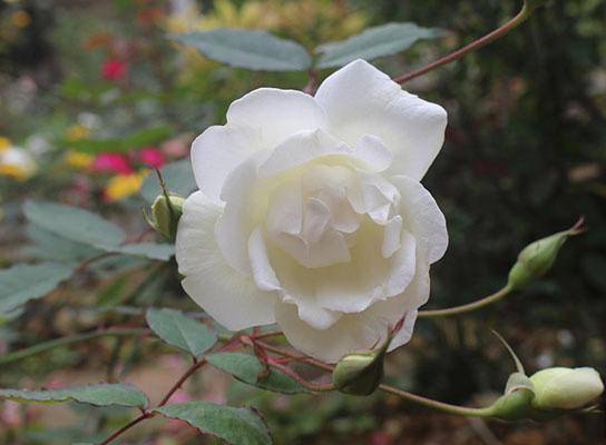 2497f3934e5950229017.jpg