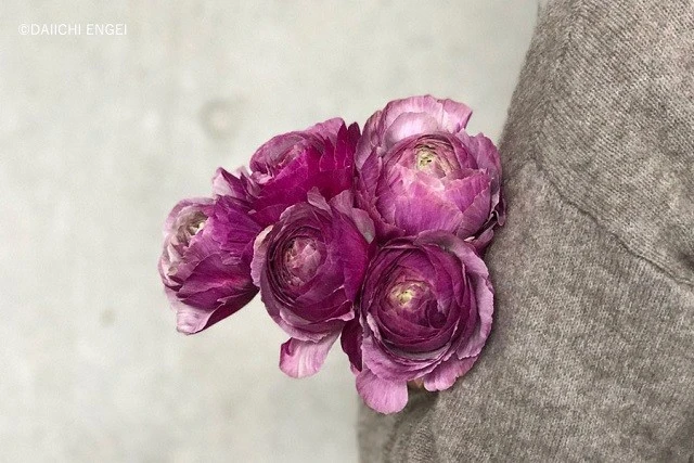 5 loài hoa mùa Xuân vibe tích cực đỉnh nóc: từ hạnh phúc đến vĩnh cửu ✨