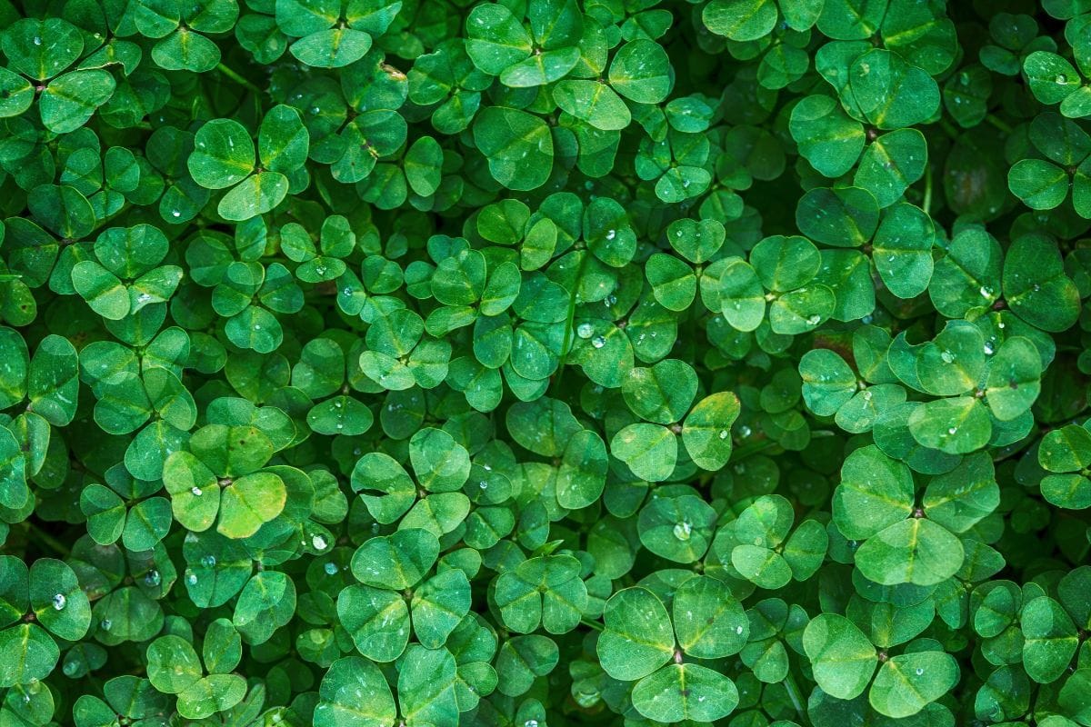 2d02c119c1d6185af26c.jpg
