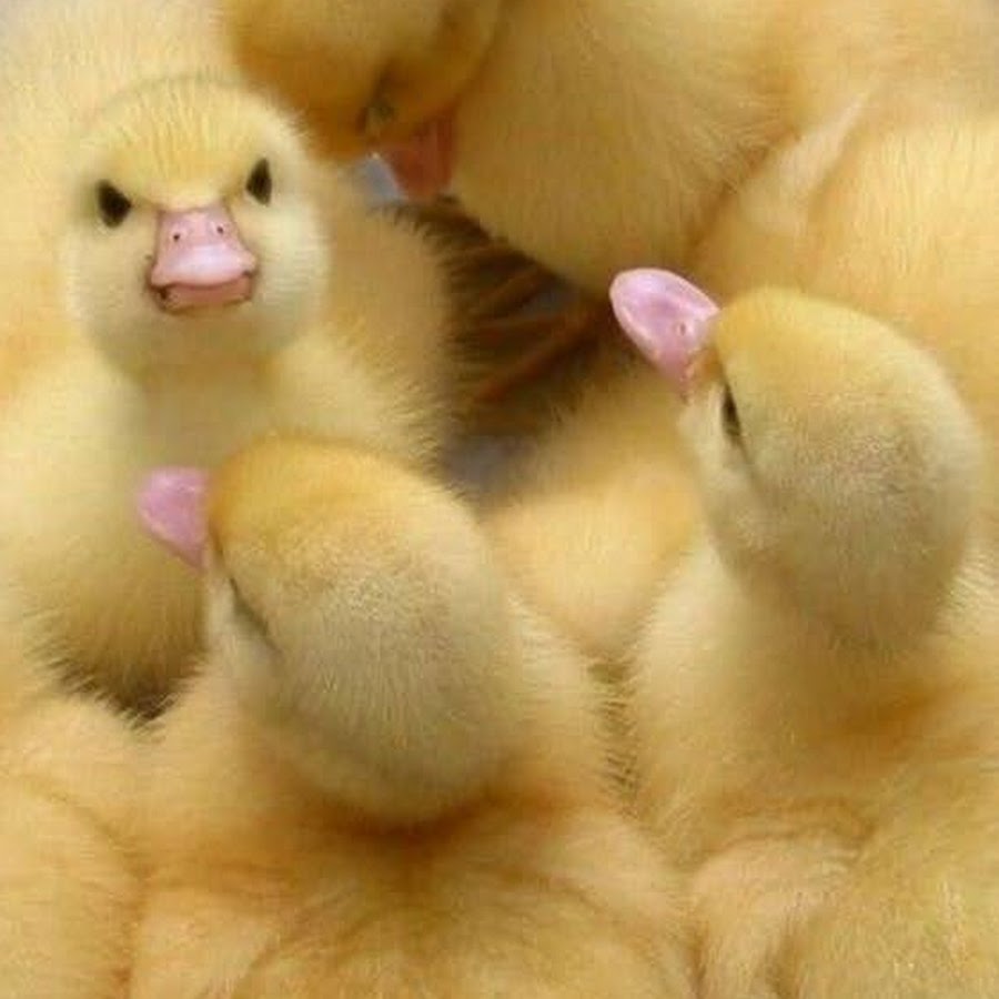 Hôm nay lướt tới đây là đủ rồi :)) | Viết bởi HMToon