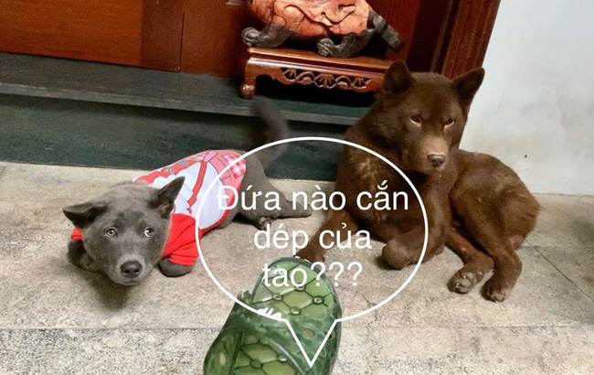 2f4b4d1f8184db9770df.jpg