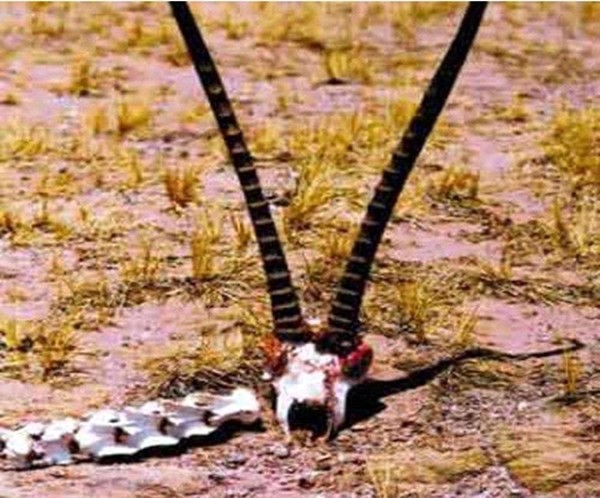 33115caa24e94cdf7cb1.jpg