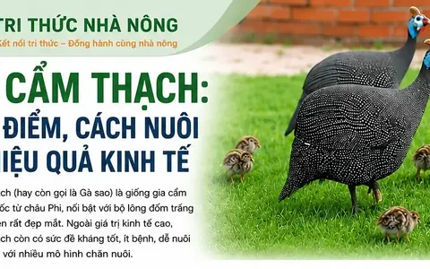 37fc3ce2b892e13f0b62.webp