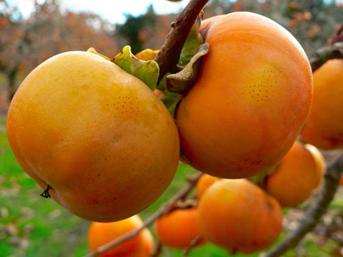 3a8bb8f16dcec293e4be.jpg