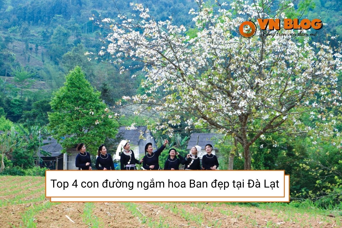 Mùa hoa Ban Đà Lạt về trắng xóa cả trời - Check ngay 4 con đường sống ảo cực chill
