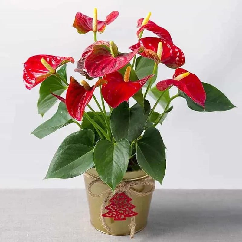 3d8cf60a94a601d57257.png