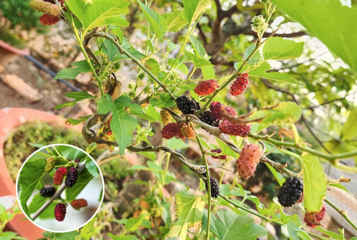 Cây dâu tằm - loại cây "nhạy cảm" mà ngày xưa kiêng cày kiêng cấy đầu năm