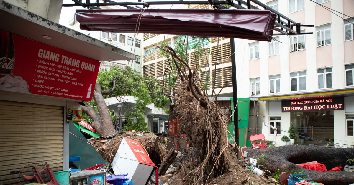 Bão Yagi càn quét ĐHQG Hà Nội: Cây đổ la liệt, căng tin sập tan hoang, ô tô "nằm dưới"