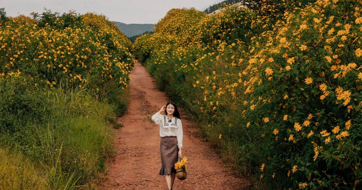 Giới trẻ tranh thủ sống ảo với hoa dã quỳ đang nở rộ ở Đà Lạt ✨