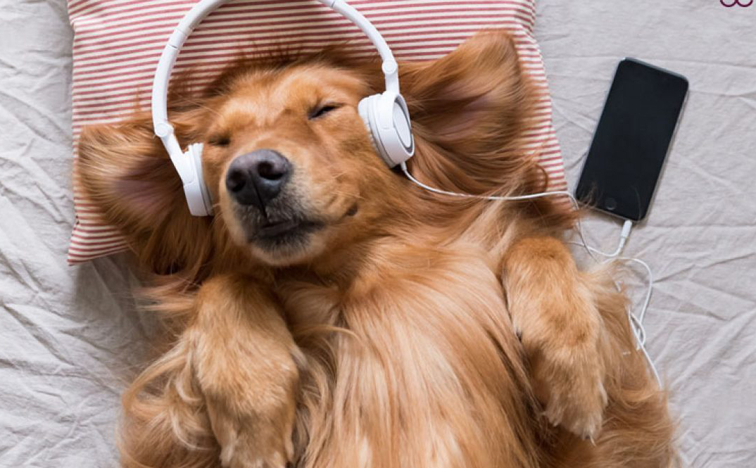 Âm nhạc - liều thuốc thần kỳ giúp boss cưng hết stress ngay lập tức