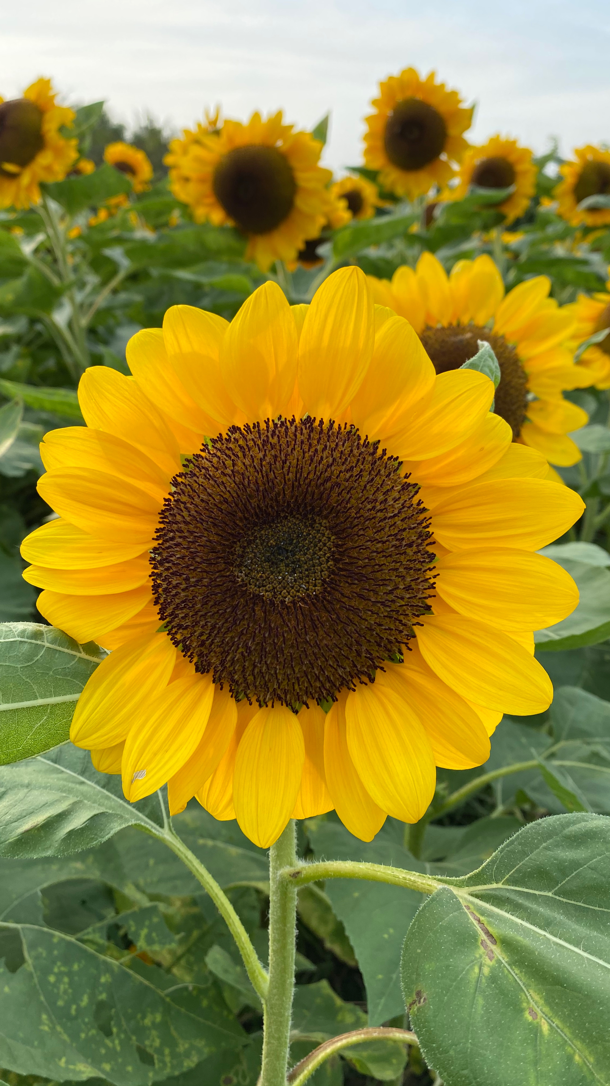 52bb01ed08f68b2d2d53.jpg