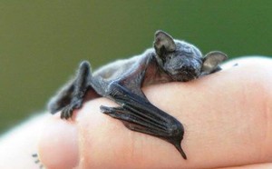 5677cc5be95bb38f3eec.jpg