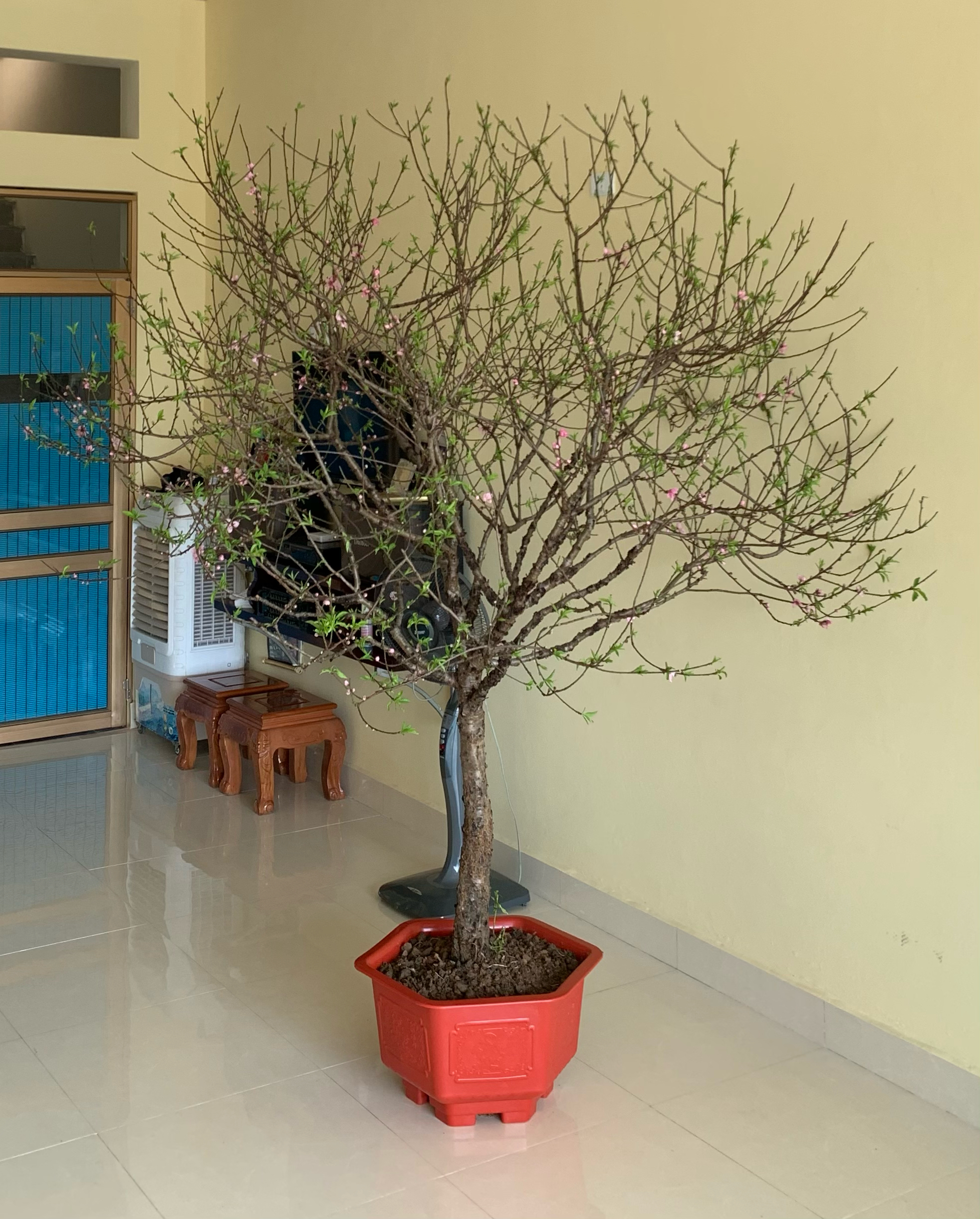 Xin được cây đào chơi Tết thôi!