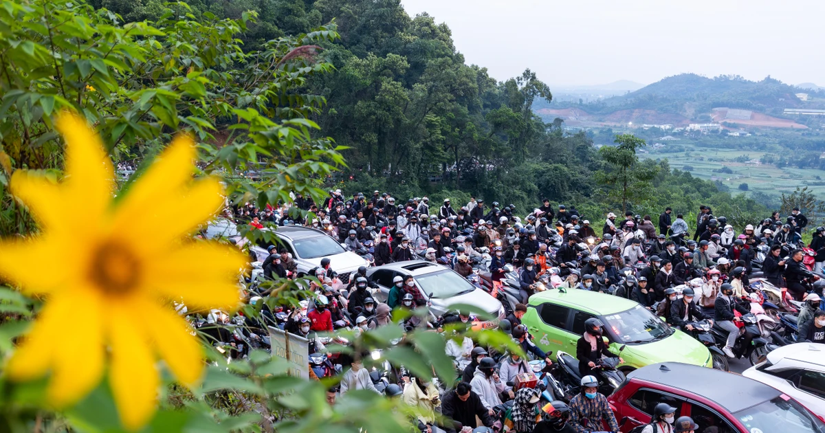 Dậy từ 2 giờ sáng để săn hoa Dã Quỳ Ba Vì, bạn trẻ vẫn phải xếp hàng 3 tiếng mới mua được vé