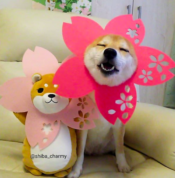 7ab9c1921f143cc76d2b.png