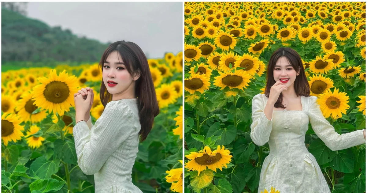 Nữ sinh Đại học Vinh flex bộ ảnh cháy rực giữa cánh đồng hoa hướng dương