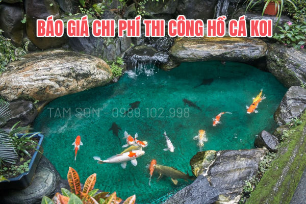 Chi phí thi công hồ cá Koi tại Phú Thọ bao nhiêu? Tư vấn chi tiết cho anh em mê cá cảnh ✨