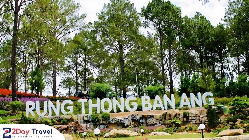 Rừng thông Mộc Châu đẹp như Đà Lạt, ẩn mình cách thị trấn 2km mà ít người biết ✨