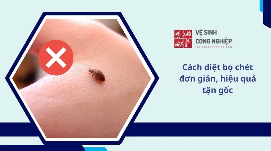 Chống bọ chét tận gốc: Bí kíp "đánh bay" sạch sành sanh cho nhà bạn ✨
