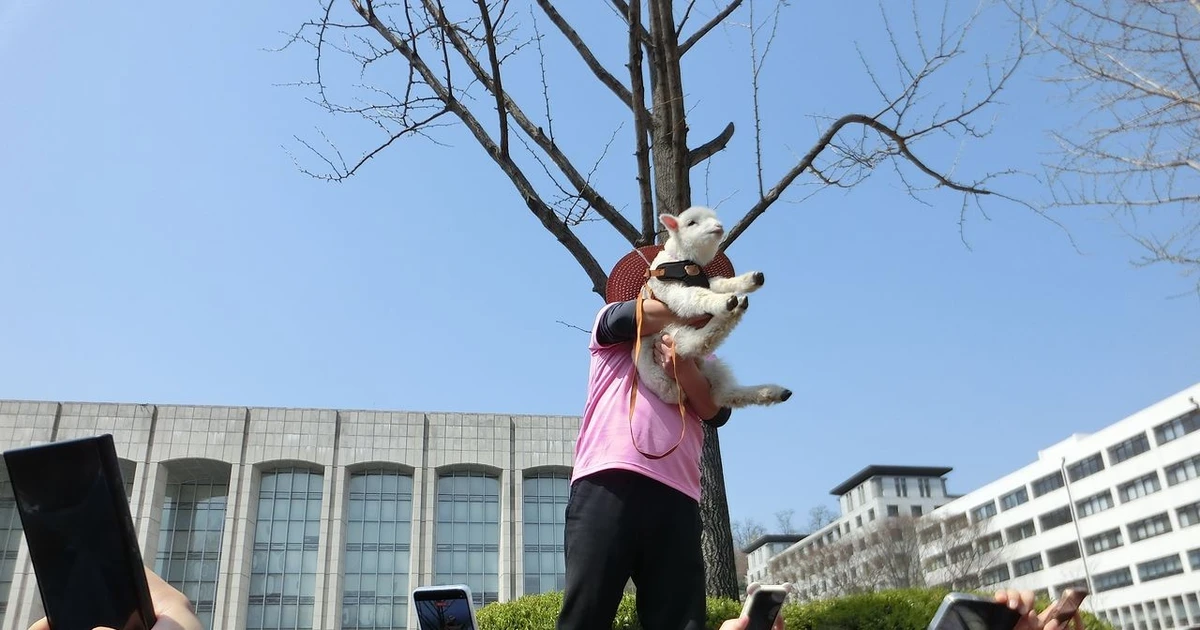 Đàn cừu cute lạc vào trường đại học Seoul khiến sinh viên phát cuồng ✨