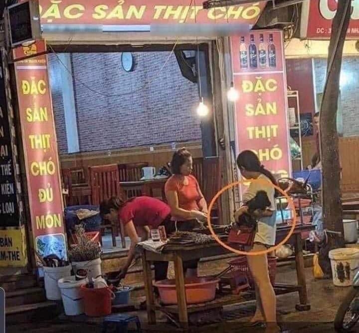 Khi "Văn Hóa Ẩm Thực" Gặp Drama: Màn Tranh Luận Cực Gắt Về Thịt Chó