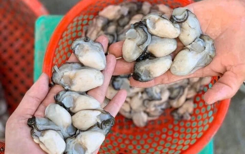 Hàu sữa Quảng Ninh giá sốc chỉ 20k/kg, netizen đổ xô săn deal trên chợ mạng