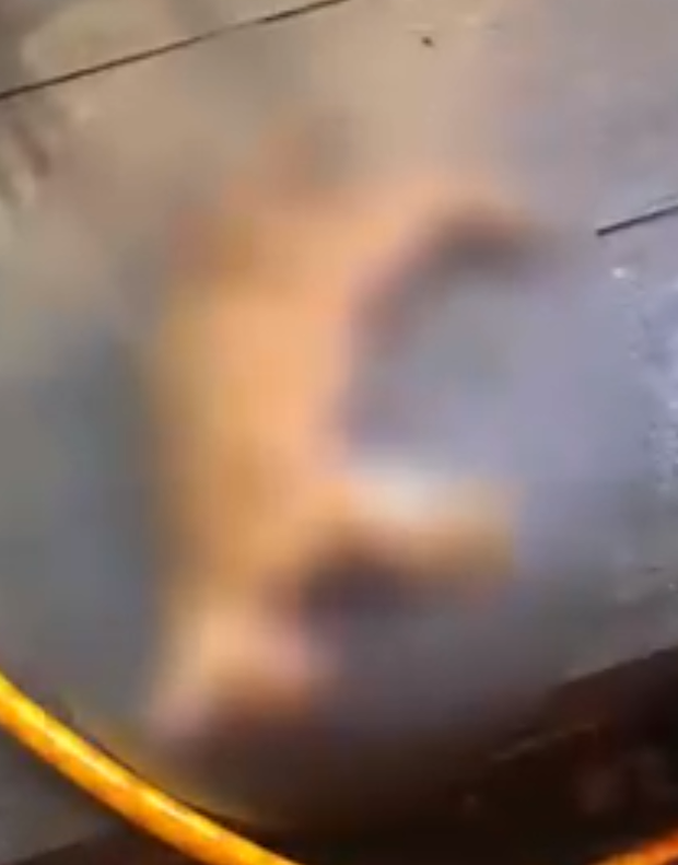 9f53fdcb402e2c454fd0.png