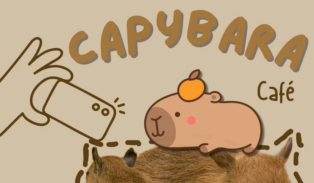 Quán cà phê thuê chuột Capybara làm nhân viên khiến giới trẻ phát cuồng check-in
