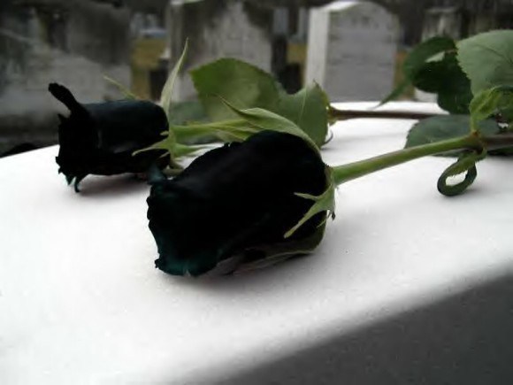 a25c0d8739b1d507159f.jpg