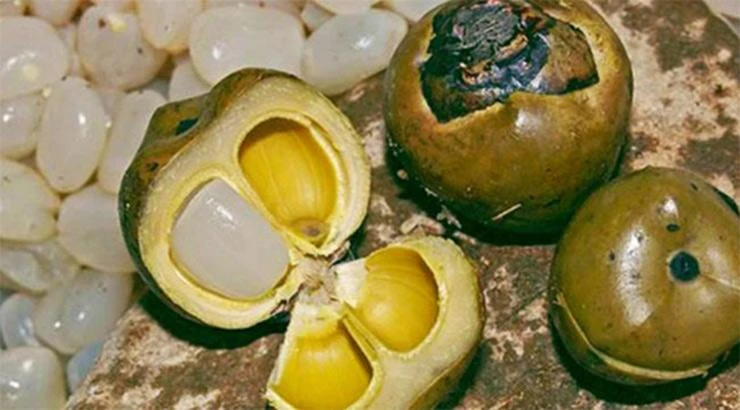 Cây dại xưa bỏ đi giờ thành món ăn vặt xịn sò, giá "chát" vẫn cháy hàng