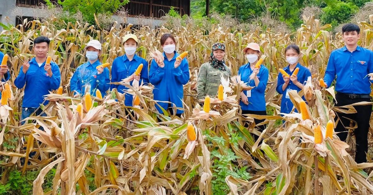 Mùa hè xanh 2022: Khi sinh viên ĐH Thái Nguyên mang yêu thương về Tân Long