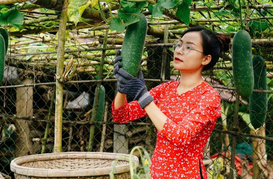 Gen Z bỏ phố về quê làm nông dân: Cái giá của bình yên là phải dậy sớm mỗi ngày