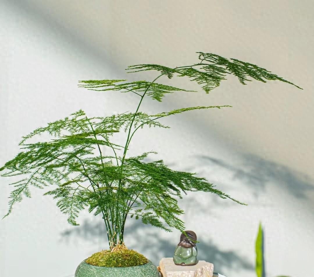 Phòng khách muốn sang xịn mịn? Đừng "ngáo" trồng HOA nữa: 8 cây xanh này mới thực sự "chill" và "hút vía"