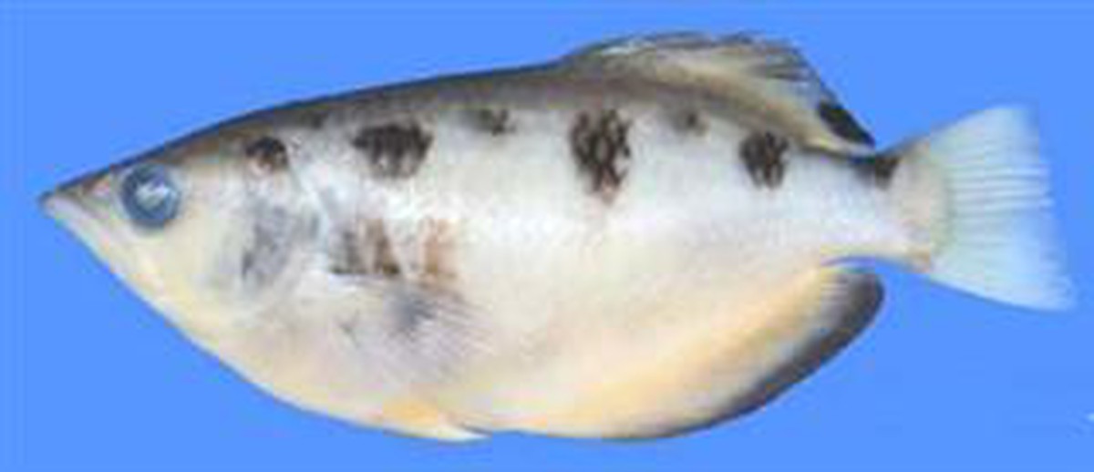 aeb347715815097accfe.jpg