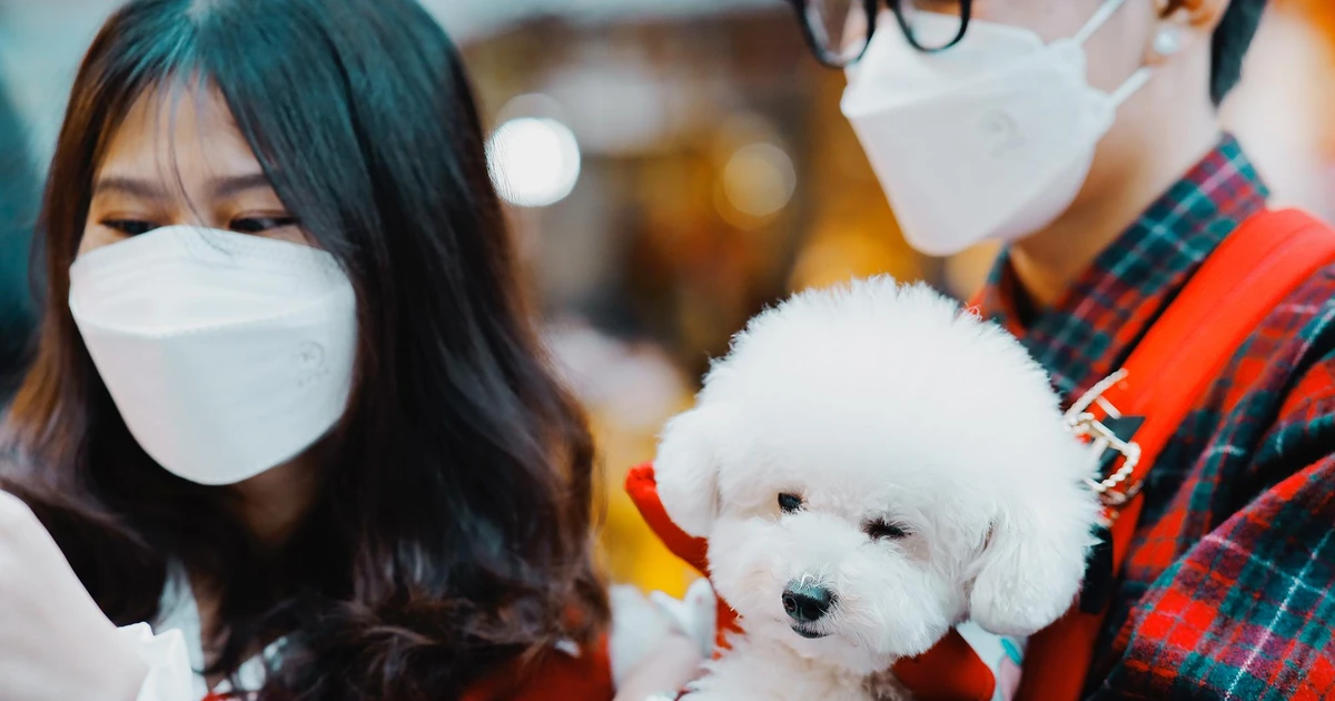 Phố Hàng Mã lên đồ rực rỡ đón Noel rồi nè! ✨