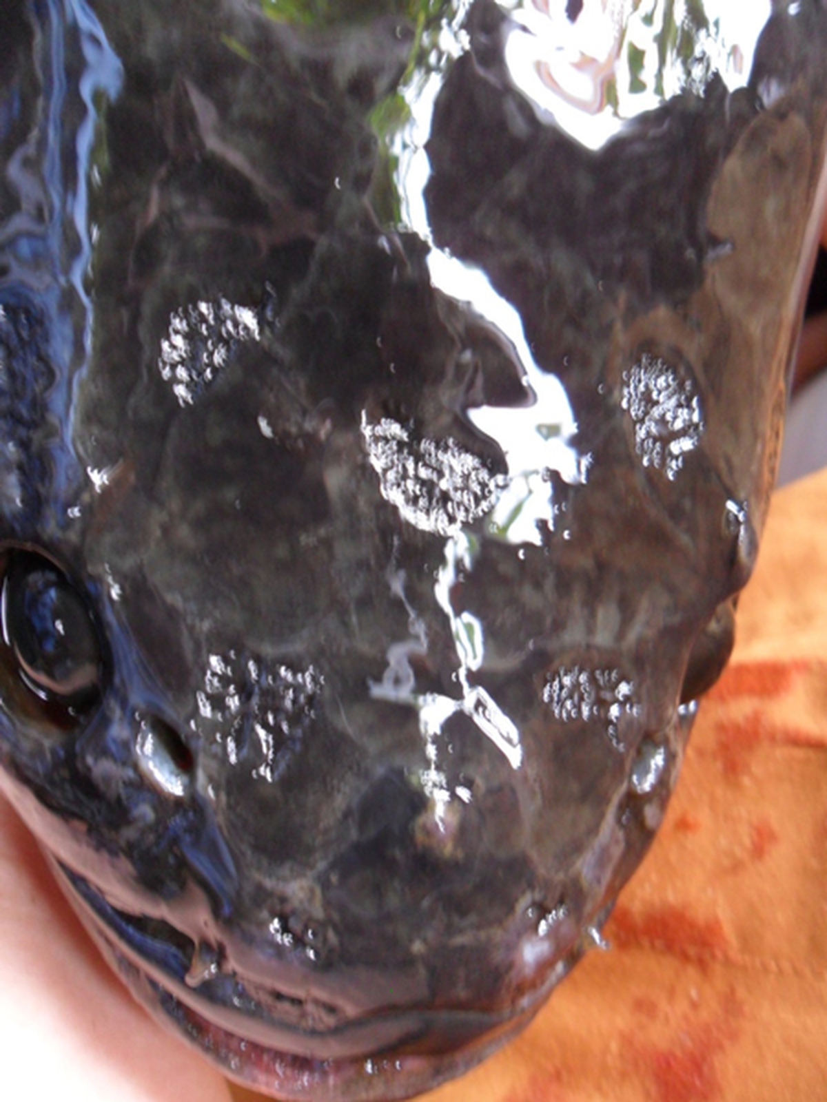 b3cfa12ecf6621bf972f.jpg