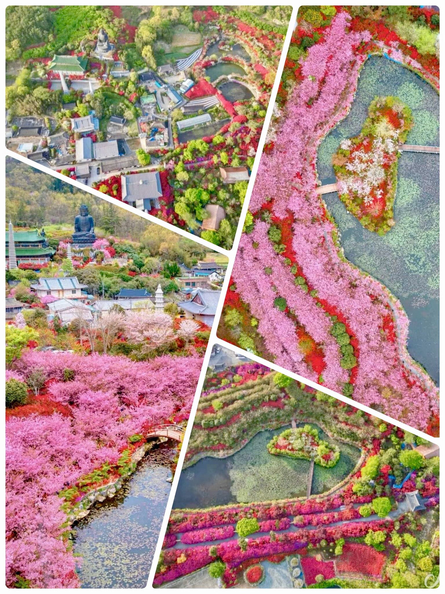 Check-in chùa Nam Mireuksa ở Gangjin - "Vương quốc hoa mùa xuân" đẹp như truyện cổ tích ✨