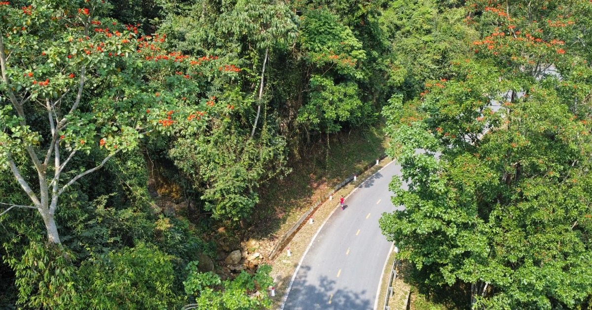 Cung đường chạy Tiền Phong Marathon 2023 đỉnh của chóp: Rừng nguyên sinh, hoa nở rực rỡ khắp nơi! ‍♂️