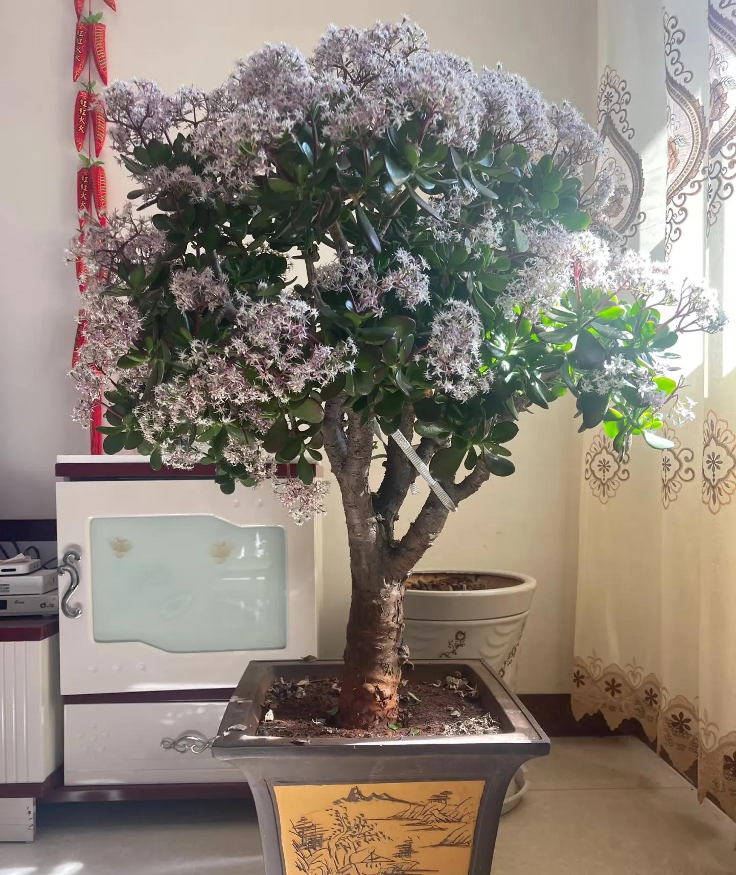 c32c32fa5870ada2d600.jpg