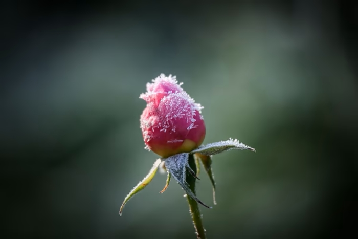 c890671c4777746fdc65.jpg