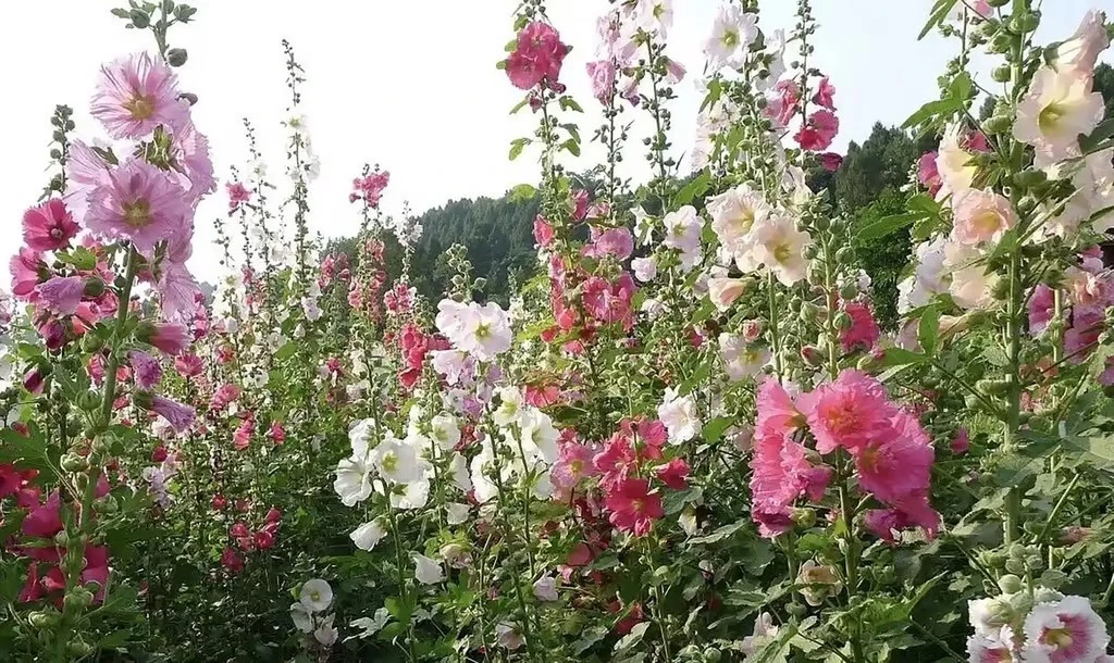 ccbec3881a3bfb2c30f9.webp