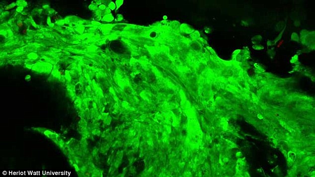 d0d931891a215d076a2b.jpg